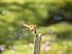 Common Darter (Sympetrum striolatum) © Maria Rita Gelso