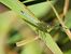Keeled Skimmer (Orthetrum coerulescens) © Maria Rita Gelso