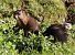 Scoiattolo comune europeo (Sciurus vulgaris) © Horand Maier