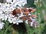 Heterocera sp. © Horand Maier