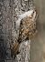 Rampichino alpestre (Certhia familiaris) © Horand Maier