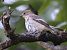 Balia nera (Ficedula hypoleuca) © Horand Maier