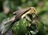 Luì grosso (Phylloscopus trochilus) © Horand Maier