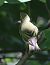 Luì verde (Phylloscopus sibilatrix) © Horand Maier