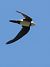 Rondone maggiore (Tachymarptis melba) © Horand Maier