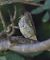 Capinera (Sylvia atricapilla) © Horand Maier