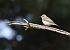 Pigliamosche (Muscicapa striata) © Horand Maier