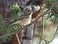 Prispolone (Anthus trivialis) © Horand Maier