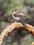 Balia nera (Ficedula hypoleuca) © Horand Maier