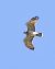 Biancone (Circaetus gallicus) © Horand Maier