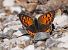 Lycaena phlaeas © Horand Maier