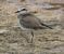 Fratino (Anarhynchus alexandrinus) © Marco Pantalone