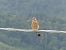 Grillaio (Falco naumanni) © Maurizio Castellucci