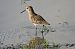 Piovanello pancianera (Calidris alpina) © Marco Esposito