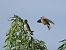 Rondine (Hirundo rustica) © Marco Esposito
