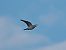 Colombaccio (Columba palumbus) © Marco Esposito