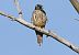 Lodolaio (Falco subbuteo) © Marco Esposito