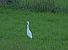 Airone guardabuoi (Ardea ibis) © Marco Esposito