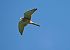Gheppio (Falco tinnunculus) © Marco Esposito