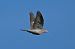 Colombaccio (Columba palumbus) © Marco Esposito