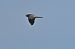 Falco pellegrino (Falco peregrinus) © Marco Esposito
