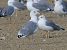 Gabbiano pontico (Larus cachinnans) © Enrico Viganò