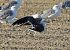 Zafferano (Larus fuscus) © Enrico Viganò