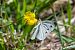 Pieris mannii © Marie-Antoinette Bianco