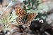 Lycaena virgaureae © Marie-Antoinette Bianco