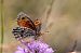 Erebia montana © Marie-Antoinette Bianco