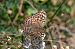 Argynnis paphia © Marie-Antoinette Bianco