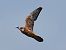 Falco cuculo (Falco vespertinus) © Paolo Geromel