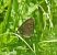 Erebia alberganus © Maria Paola Girardo