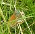 Coenonympha gardetta © Maria Paola Girardo