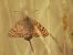 Melitaea didyma © Maria Paola Girardo
