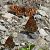 Melitaea phoebe © Maria Paola Girardo