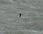 Rondine (Hirundo rustica) © Violetta Fontana