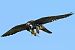 Lodolaio (Falco subbuteo) © Riccardo Sirna