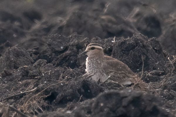 Pavoncella gregaria  - Moreno Nalin