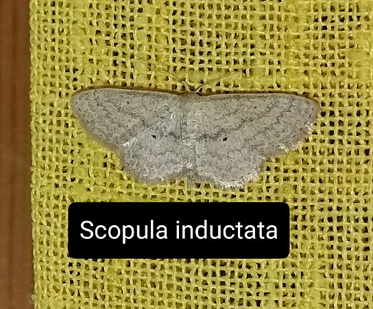 Heterocera sp.  - Giovanni Gambale