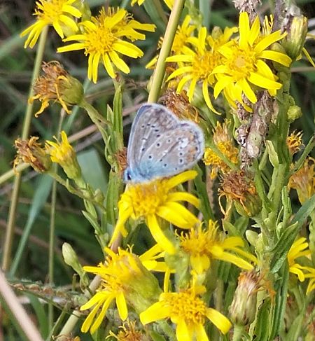 Polyommatus icarius # *  - Giovanni Gambale