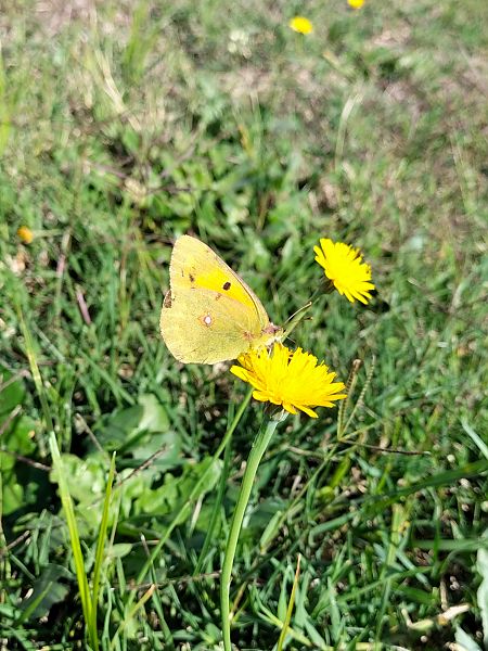Colias crocea  - Giovanni Gambale