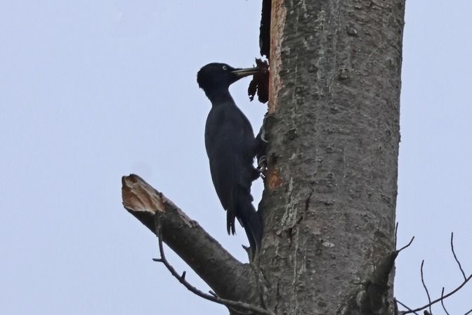 Picchio nero  - Giuseppe Colombo