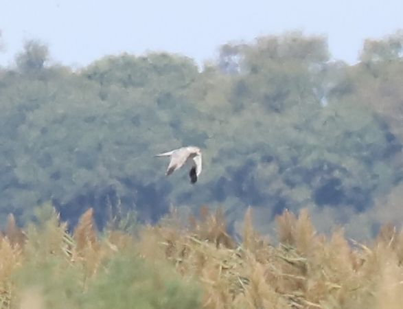 Albanella pallida  - Luca Boscain