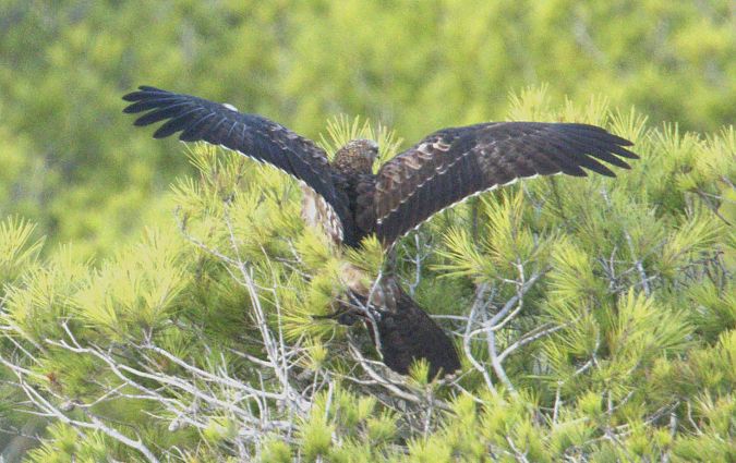 Falco pecchiaiolo  - Giuseppe Speranza