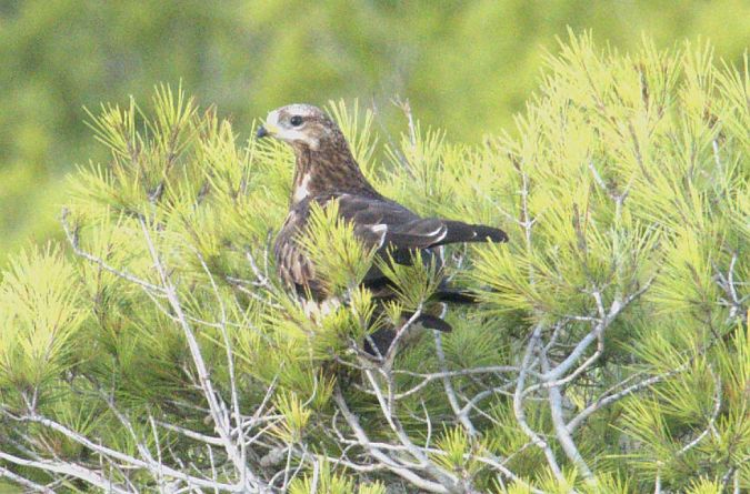 Falco pecchiaiolo  - Giuseppe Speranza