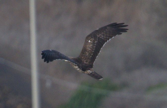 Falco pecchiaiolo  - Giuseppe Speranza