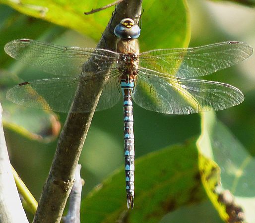 Aeshna cyanea  - Daniele Capello