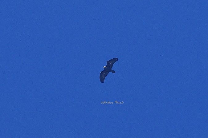 Aquila reale  - Andrea Mosele