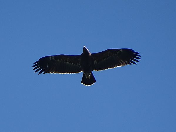 Aquila anatraia minore  - Mika Hecker